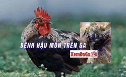 bệnh liên quan đến hậu môn gà đá