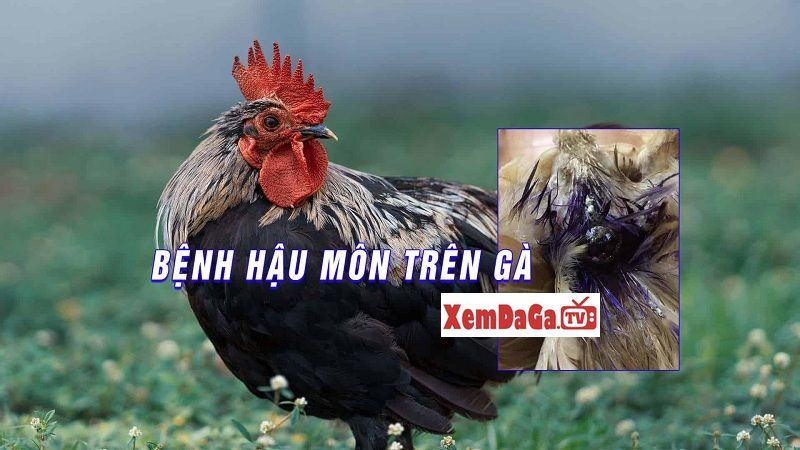 bệnh liên quan đến hậu môn gà đá