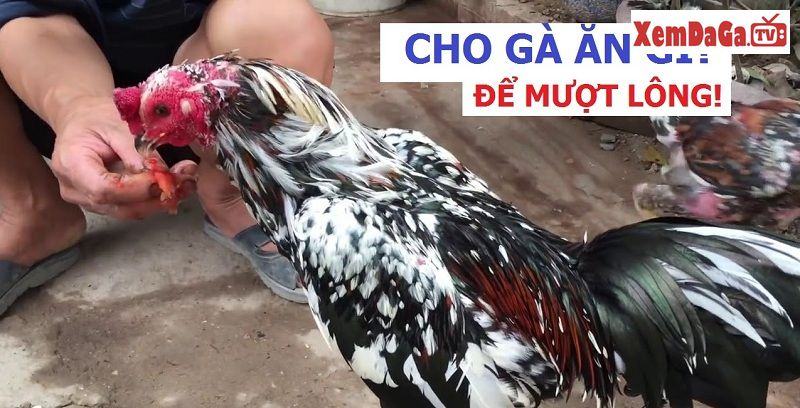 cách nuôi gà cho lông bóng mượt