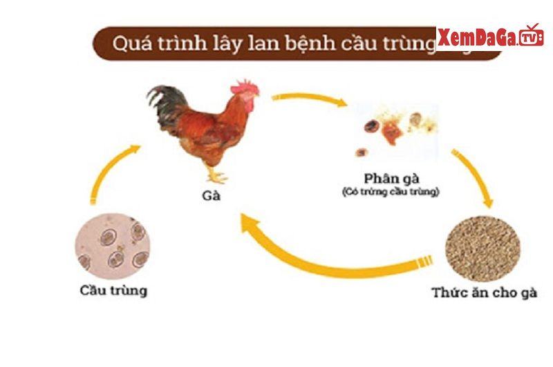 cách trị bệnh cầu trùng