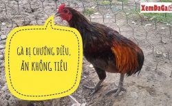 cách trị gà ăn lâu tiêu