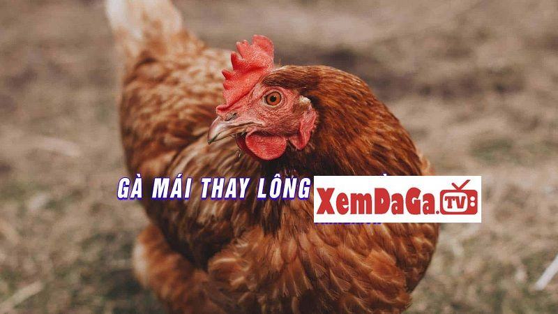 gà mái thay lông có đẻ không