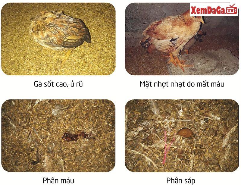 các bệnh thường gặp ở gà con