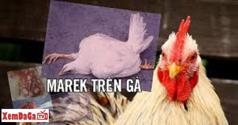 bệnh marek trên gà