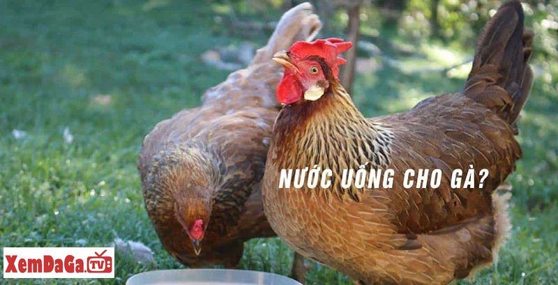 cách nuôi gà đá bo lớn