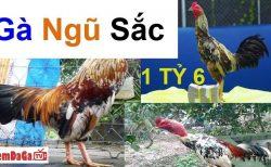 gà ngũ sắc