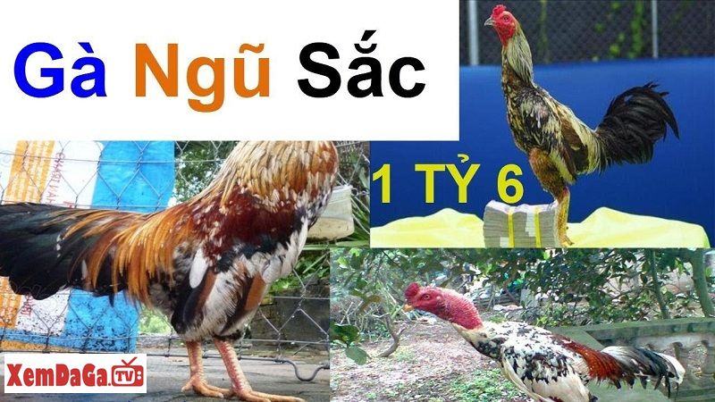 gà ngũ sắc