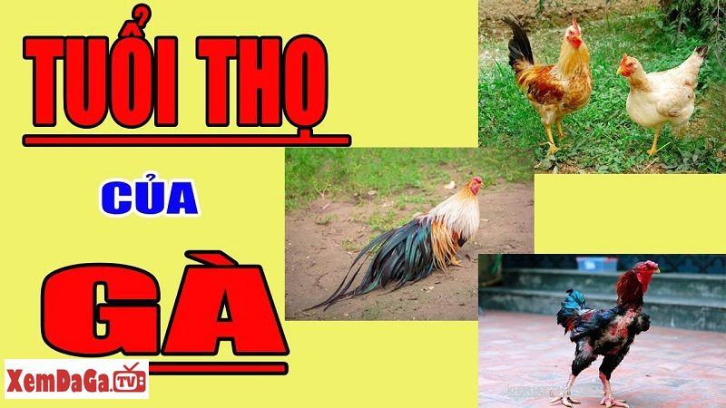 tuổi thọ của gà chọi