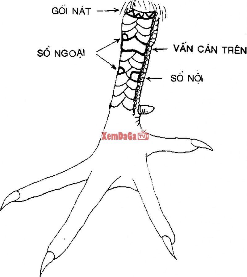 vảy gà vấn cán ngay cựa