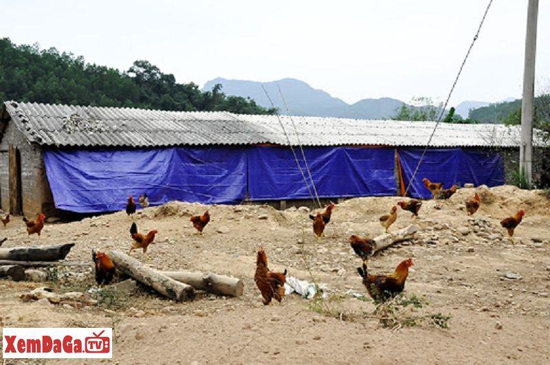 cách chăm sóc gà mùa lạnh