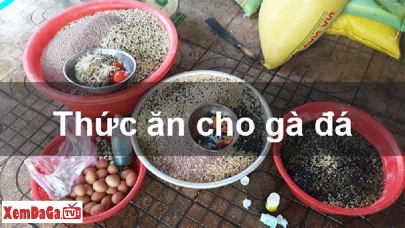 cách trộn thức ăn cho gà đá