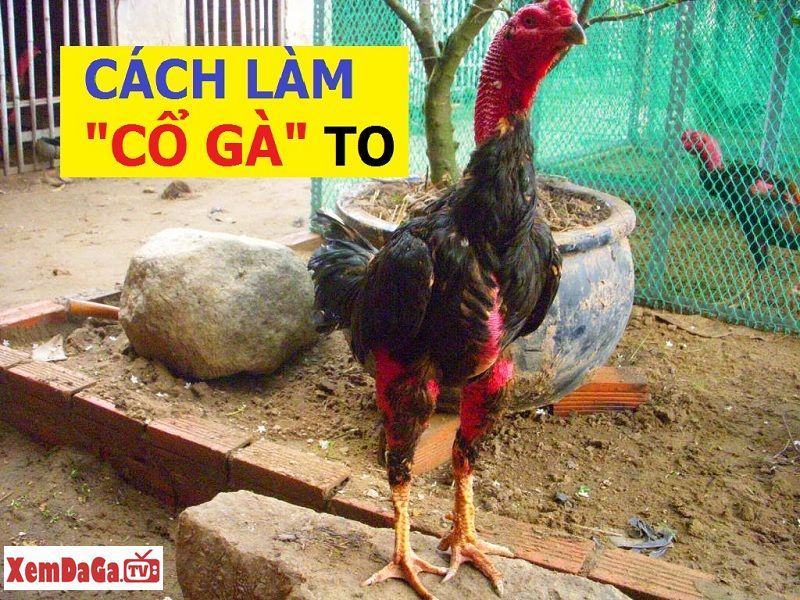 cách làm cổ gà chọi to