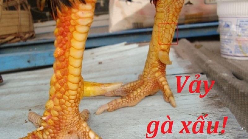 vảy gà chọi xấu