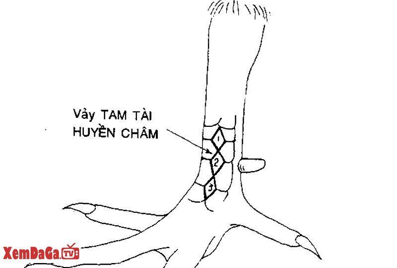 vảy gà quý hiếm