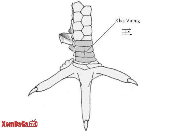 vảy gà quý hiếm