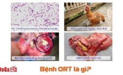 bệnh ort ở gà