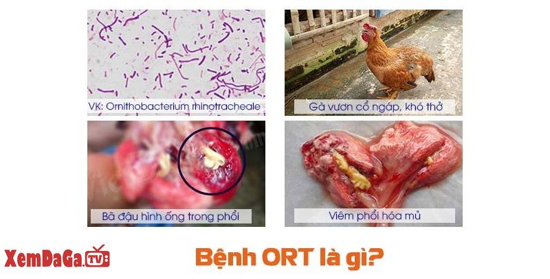 bệnh ort ở gà