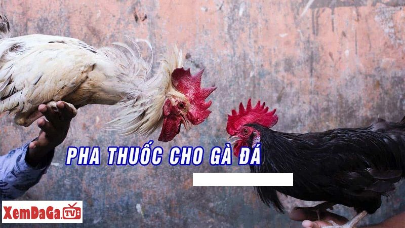 cách pha thuốc cho gà uống