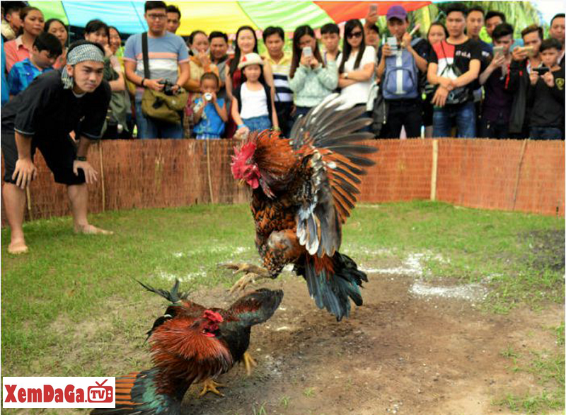 thuốc làm cho gà chạy ảo