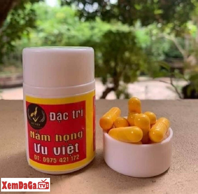 chữa nấm họng cho gà chọi