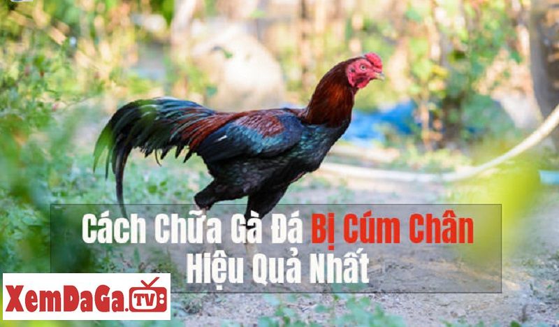 gà đòn bị cúm chân