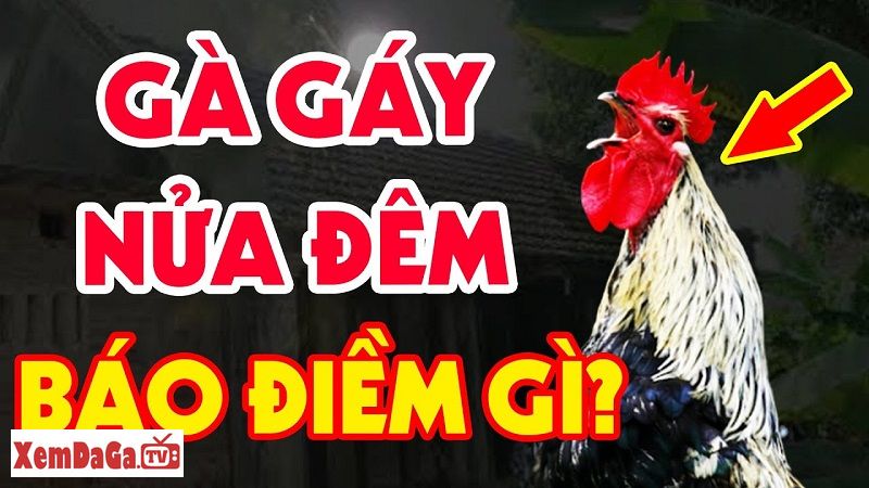 gà gáy đêm