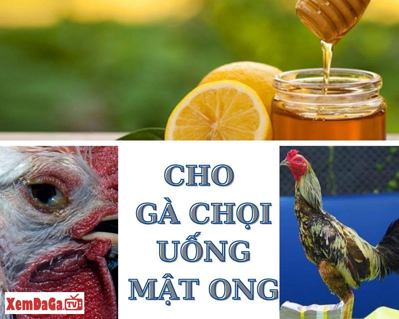 cho gà đá uống mật ong có tốt không