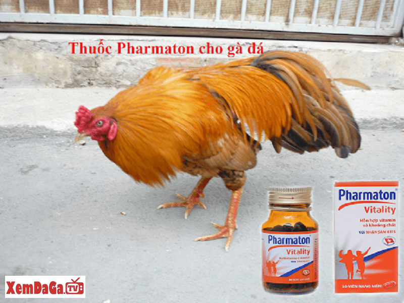 cho gà uống pharmaton trước khi đá