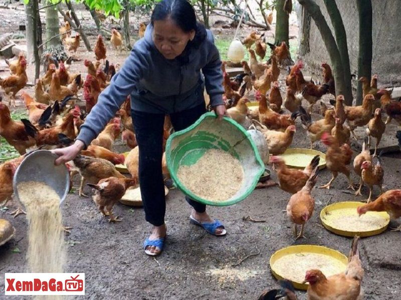 có nên cho gà chọi ăn ngô