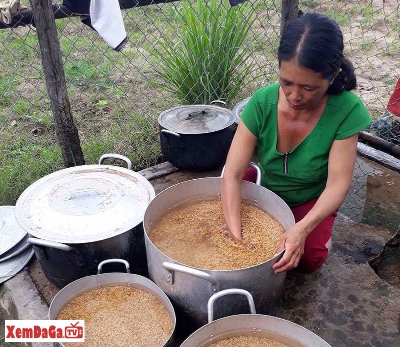 có nên cho gà chọi ăn ngô