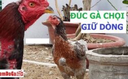 gà trùng huyết đá được không