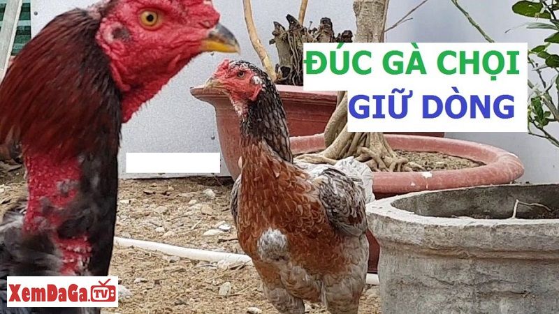 gà trùng huyết đá được không