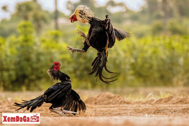 vảy gà độ hoa mai