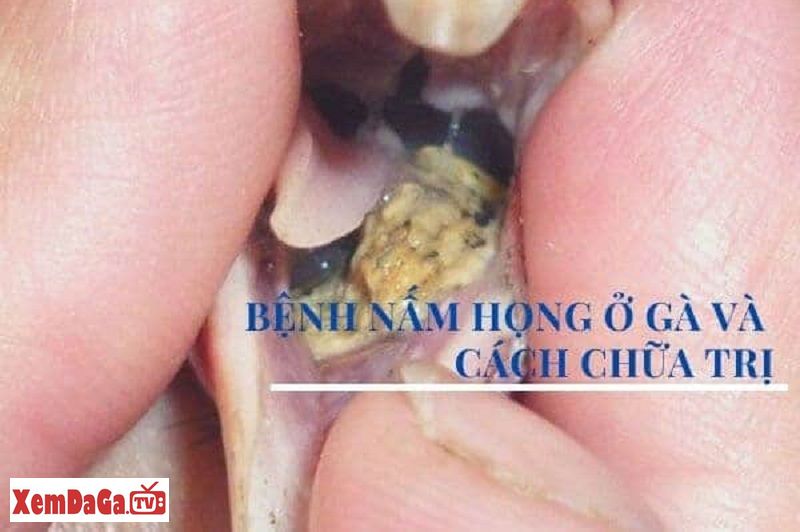 gà bị nấm họng khò khè