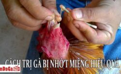 gà bị nhớt ở miệng