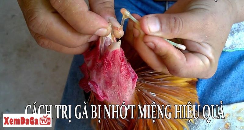 gà bị nhớt ở miệng