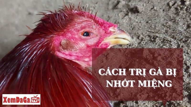 gà bị nhớt ở miệng