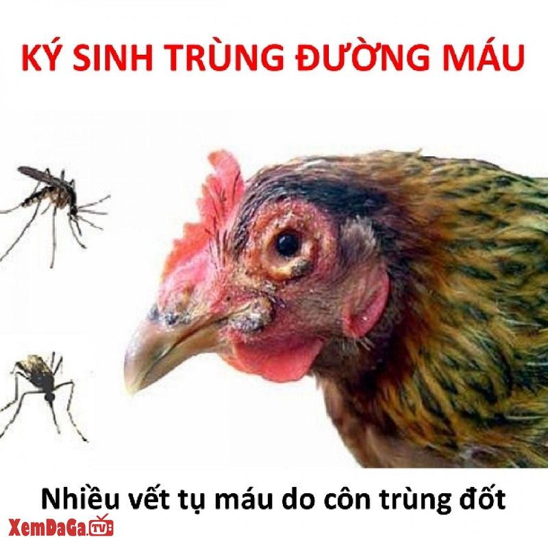 gà đá bị tái mặt