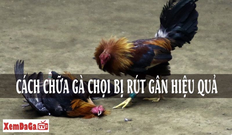 gà chọi bị rút gân