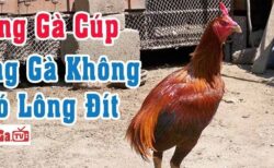 gà chọi không có đuôi