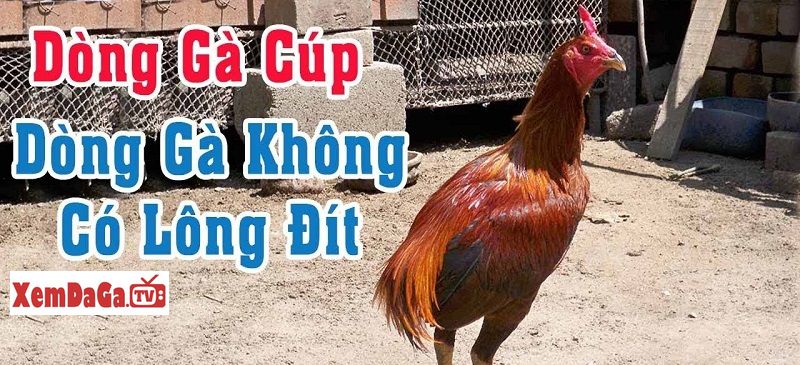 gà chọi không có đuôi