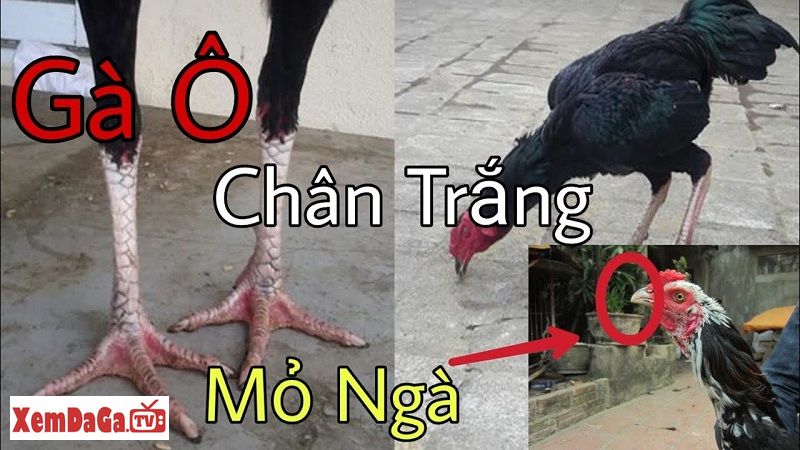 gà ô chân trắng mẹ mắng cũng mua