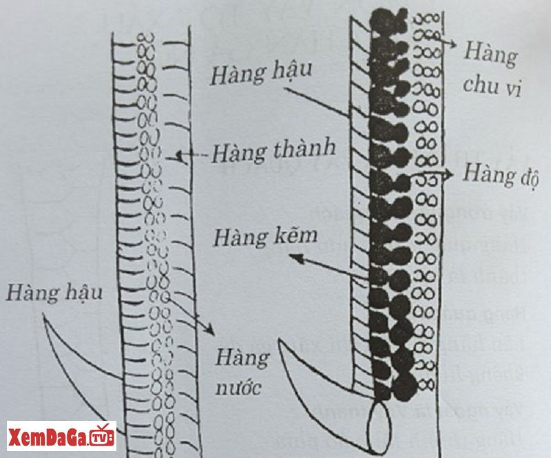 hàng độ gà chọi