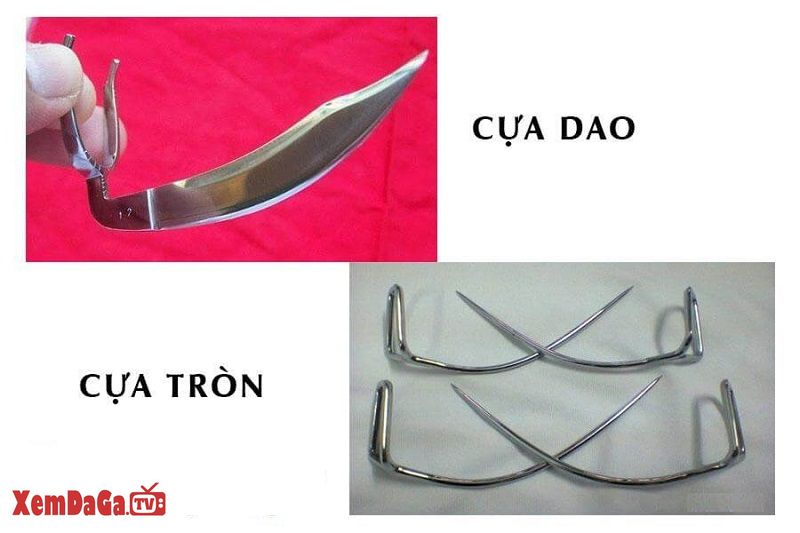 lên cựa gà