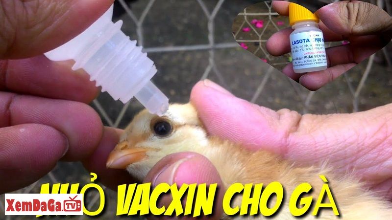 mua vacxin cho gà ở đâu