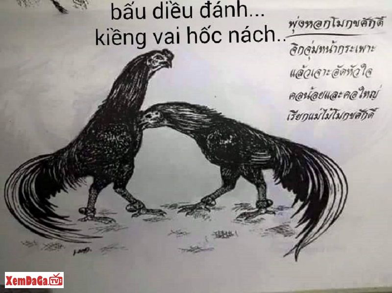 Gà chọi đá dọc