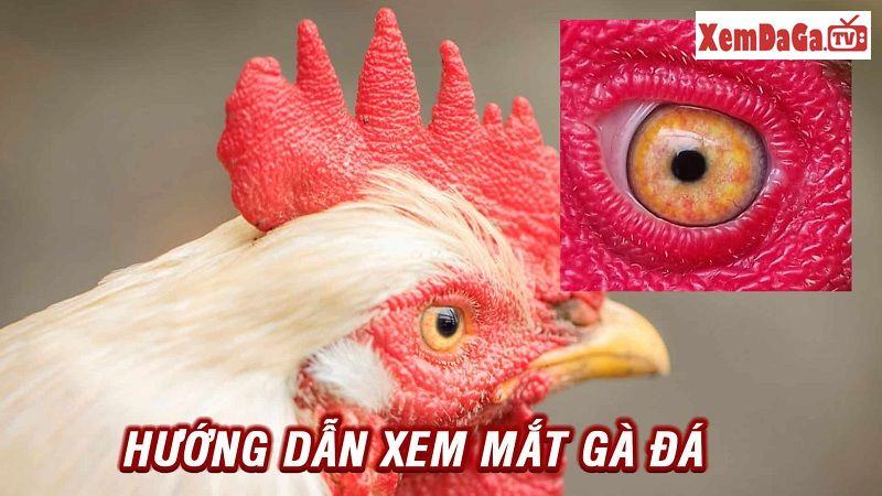 nhận biết gà đá hay