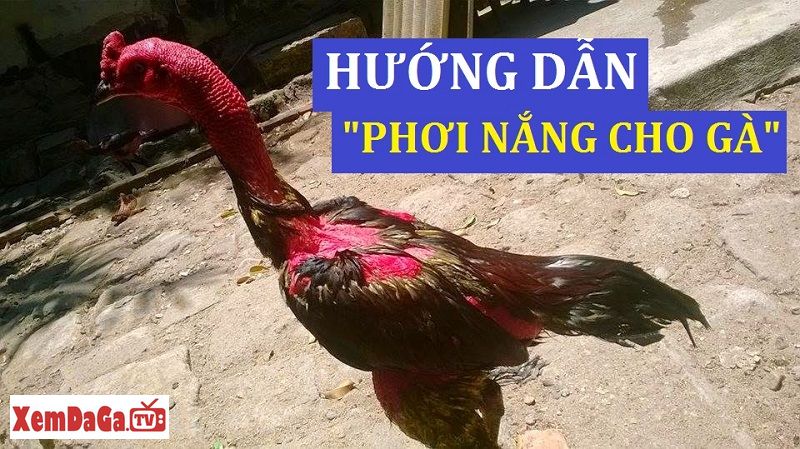 cách vào nghệ cho gà chọi