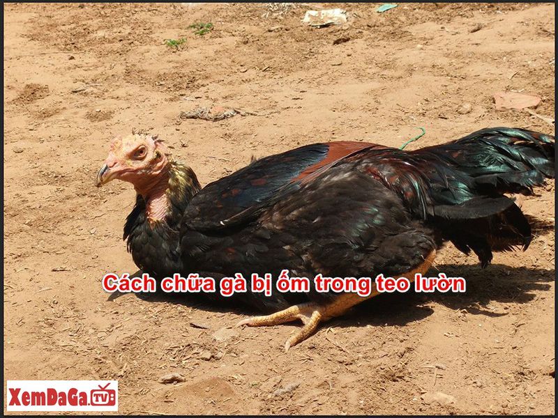 gà bị ốm trong teo lườn