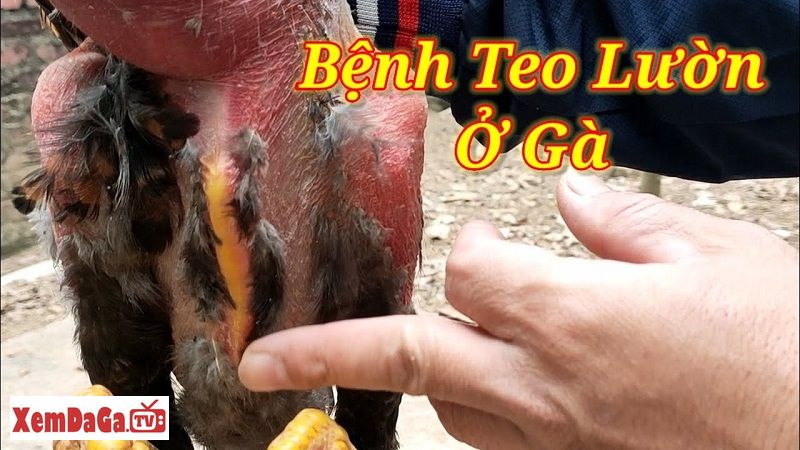 gà bị ốm trong teo lườn